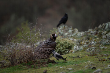 Reintroducing cinereous vulture in Rhodope mountains. Black vulture on the top of Bulgaria mountains. Ornithology during winter time. 