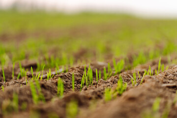 A group of green sprouts growing from the soil. Close-up of sprouts sprouting from the ground. Young plants growing in a farmer's field. Agriculture concept.