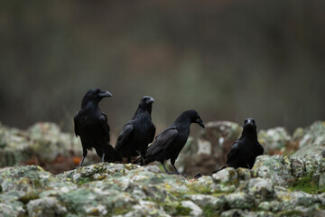 Common raven in Rhodope mountains. Flock of raven on the rock. Ornithology in Bulgaria mountains....