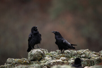 Common raven in Rhodope mountains. Flock of raven on the rock. Ornithology in Bulgaria mountains. Black birds in europe nature. 