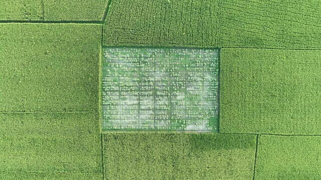 Aerial view of Agriculture field. Green paddy/ rice field in Bangladesh. 4k high quality