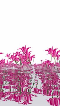 Tulips reflection in water vertical video