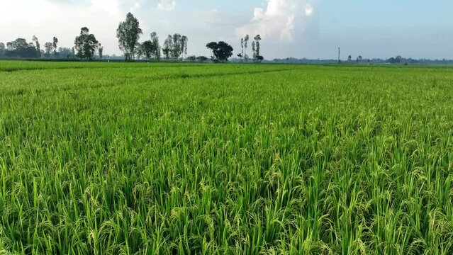 Green field in the middle of the day in Bangladesh countryside farm