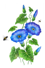 Watercolor with a flowering branch ipomoea. Beautiful blue flowers of morning glory, bees are fly near. Illustration executed in traditional сhinese style, isolated on white background