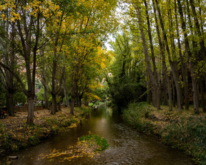 Obraz premium Change of colors of elm leaves in autumn (Albarracín Spain)