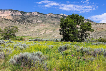 Fototapeta na wymiar Wildflower meadow in the Rocky Mountain foothills of northwest Wyoming in spring