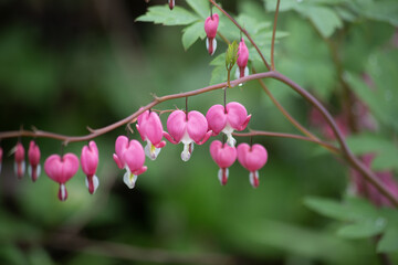 Flower Broken heart, heart of Jeanette. Blooming Bush in the garden after the rain. Dicentra.
