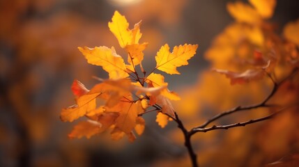 Obraz premium Close up of autumn leaves on blurred background. Beautiful nature scene.