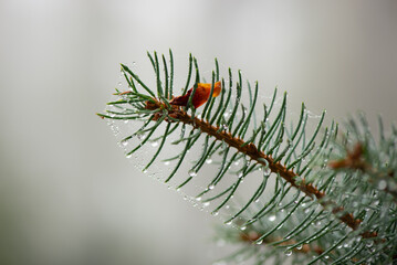 Selective Focus macro shot of fir tree branch with spiders net and drops of rain on it. Rain moody autumnal background.