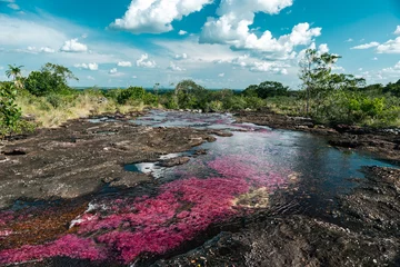 Foto op Canvas Landscape of the Caño Cristales river in the La Macarena national park. Colombia.  © camaralucida1