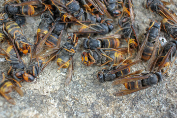asian hornets killed in a trap