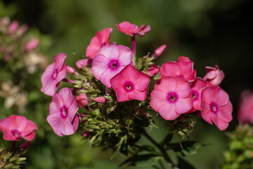 Background of beautiful garden flowers of pink phlox for garden landscape design as a source for prints, posters, decor, interiors, wallpaper, advertising, decoration