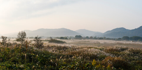 물 안개가 피어오르는 나주 영산강 죽산보 부근의 억새밭