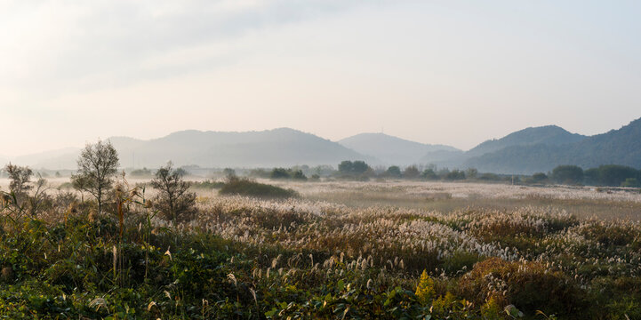 물 안개가 피어오르는 나주 영산강 죽산보 부근의 억새밭