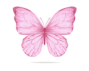 butterfly on white background