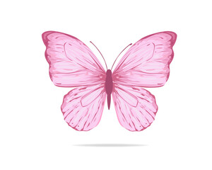 butterfly isolated on white