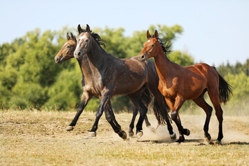 Three young sport stallions galloping on pasture during summer morning, agricultural farm scene