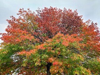 red maple tree in autumn
