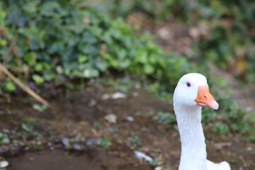 white duck with orange beak in the river
