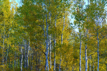 Methow River Autumn