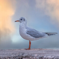 Mouette rieuse prenant la pause en bord de mer