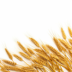 Fototapeta premium A wheat field border isolated on white background. generative ai