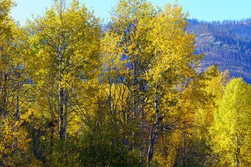Methow River Autumn