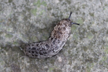Macro closeup of a mantle slug