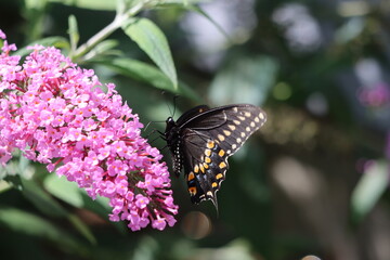 A black swallowtail butterfly on a pink butterfly bush