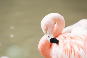 Fensteraufkleber close up of a pink flamingo © LynnSchwabPhotograph