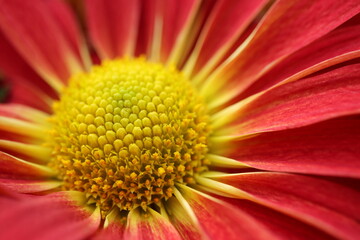 Macro closeup of the center of a garden mum