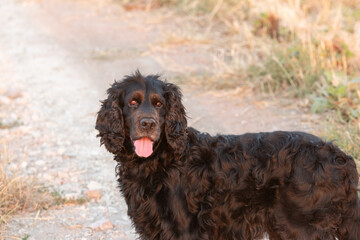 Un chien noir de race cocker spaniel dans un parc à Barcelone 