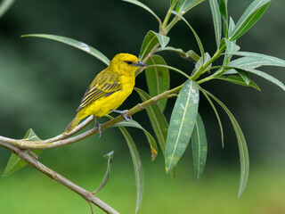 Slender-billed Weaver sitting on tree branch  