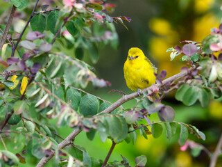 Slender-billed Weaver sitting on tree branch  