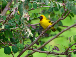 Northern Brown-throated Weaver portrait on tree branch against green background