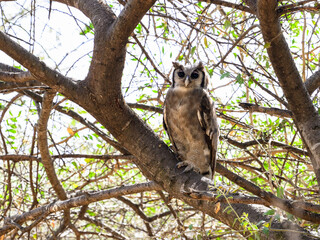 Verreaux`s Eagle Owl, portrait of beautiful large owl from African forests ,lake Victoria, Tanzania