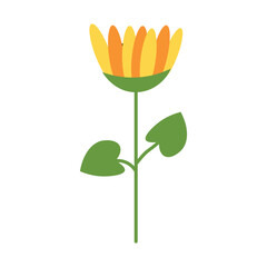 Beautiful sunflower on white background