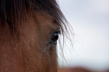 eye of a horse