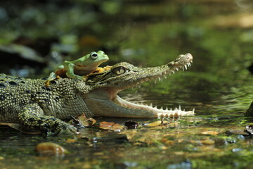 a crocodile, a frog, a crocodile and a cute frog above his mouth