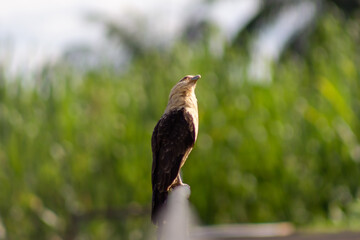 little cute gavilan bird in Venezuela
