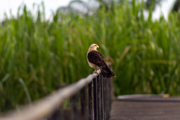 little cute gavilan bird in Venezuela