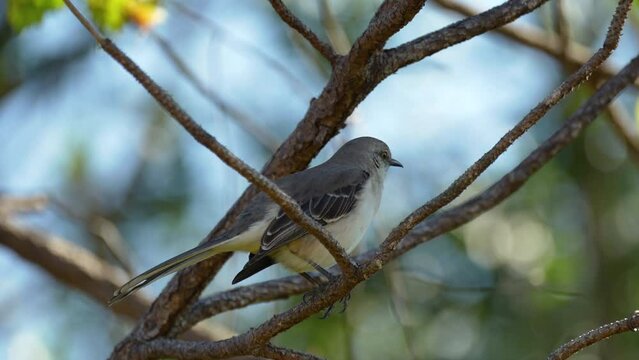 A Northern mockingbird bird perched on a tree branch