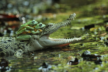 a crocodile, a frog, a crocodile and two cute frogs on his head
