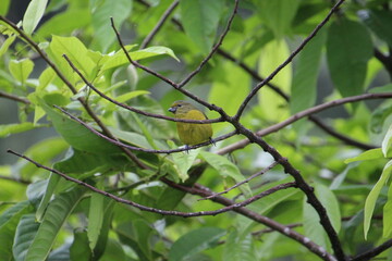 ave pia cobra  - Geothlypis aequinoctialis                                                         ...