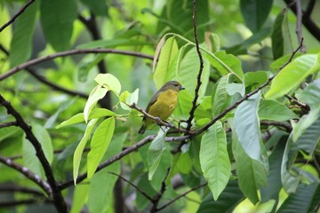 ave pia cobra  - Geothlypis aequinoctialis                                                         ...