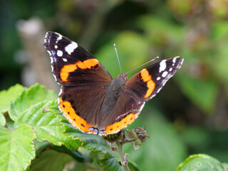 Ein Admiral Schmetterling Vanenessa atalanta sitzt auf gründen Blättern und wärmt sich im Sonnenschein auf