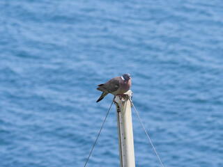 Eine Ringeltaube Columba palumbus sitzt auf einem Mast vor den Wellen des Meers bei Falmouth...