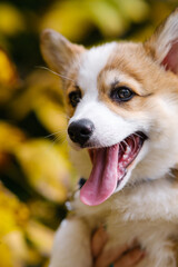 Portrait of a small Pembroke Welsh Corgi puppy posing with his mouth open and tongue hanging out. Against the background of autumn trees with yellow leaves. Cheerful, mischievous dog