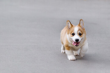 Small Pembroke Welsh Corgi puppy stands on the street on the asphalt, looks at the camera and smiles. Happy little dog. Concept of care, animal life, health, show, dog breed