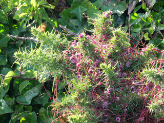 Die Nessel-Seide Cuscuta epithymum ein pflanzlicher Vollschmarotzer blüht im Juli an der Küste...